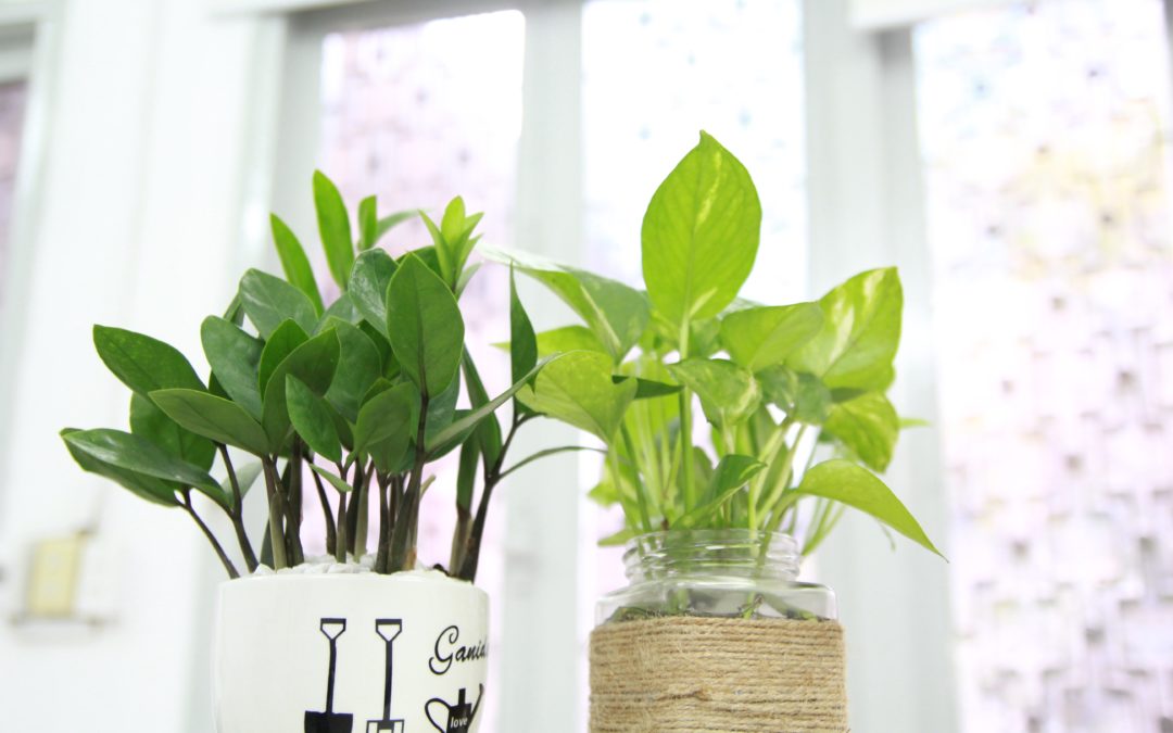 Best Low-Maintenance Plants for Your Student Apartments in Missoula